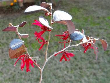 Loropetalum chinense var. rubrum